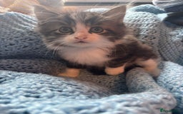 Mixed Breed cats for sale: Mixed breed 6 kittens  - Image 7