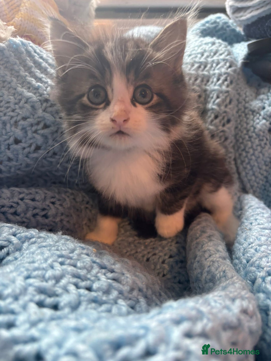 Mixed Breed cats for sale: Mixed breed 6 kittens  - Image 7