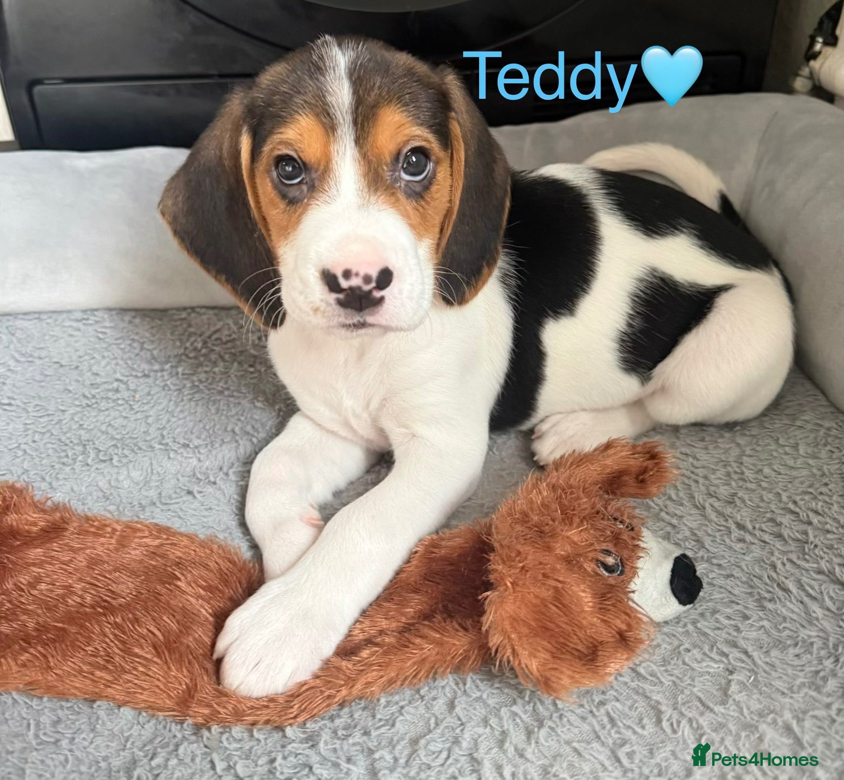 Beagle dogs for sale: Beagle puppies 🐶🐾 ready to leave!!🩷🩵 - Advert 1