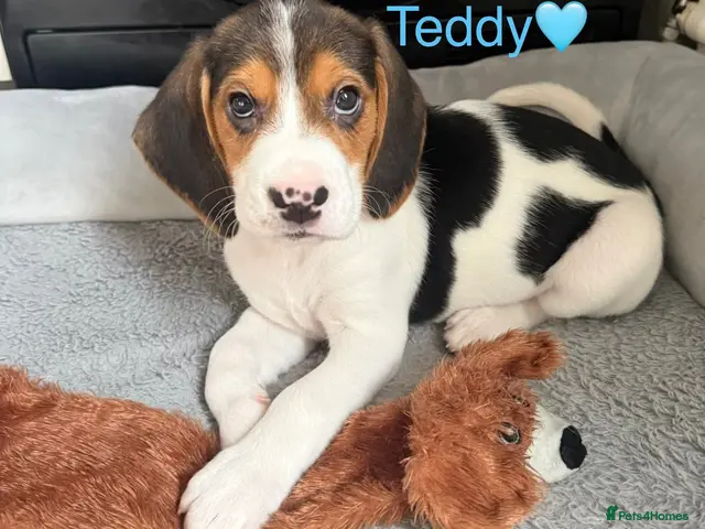 Beagle dogs for sale: Beagle puppies 🐶🐾 ready to leave!!🩷🩵 - Advert 1
