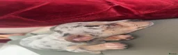 Chiweenie dogs for sale: Chiweenie puppie - Advert 9