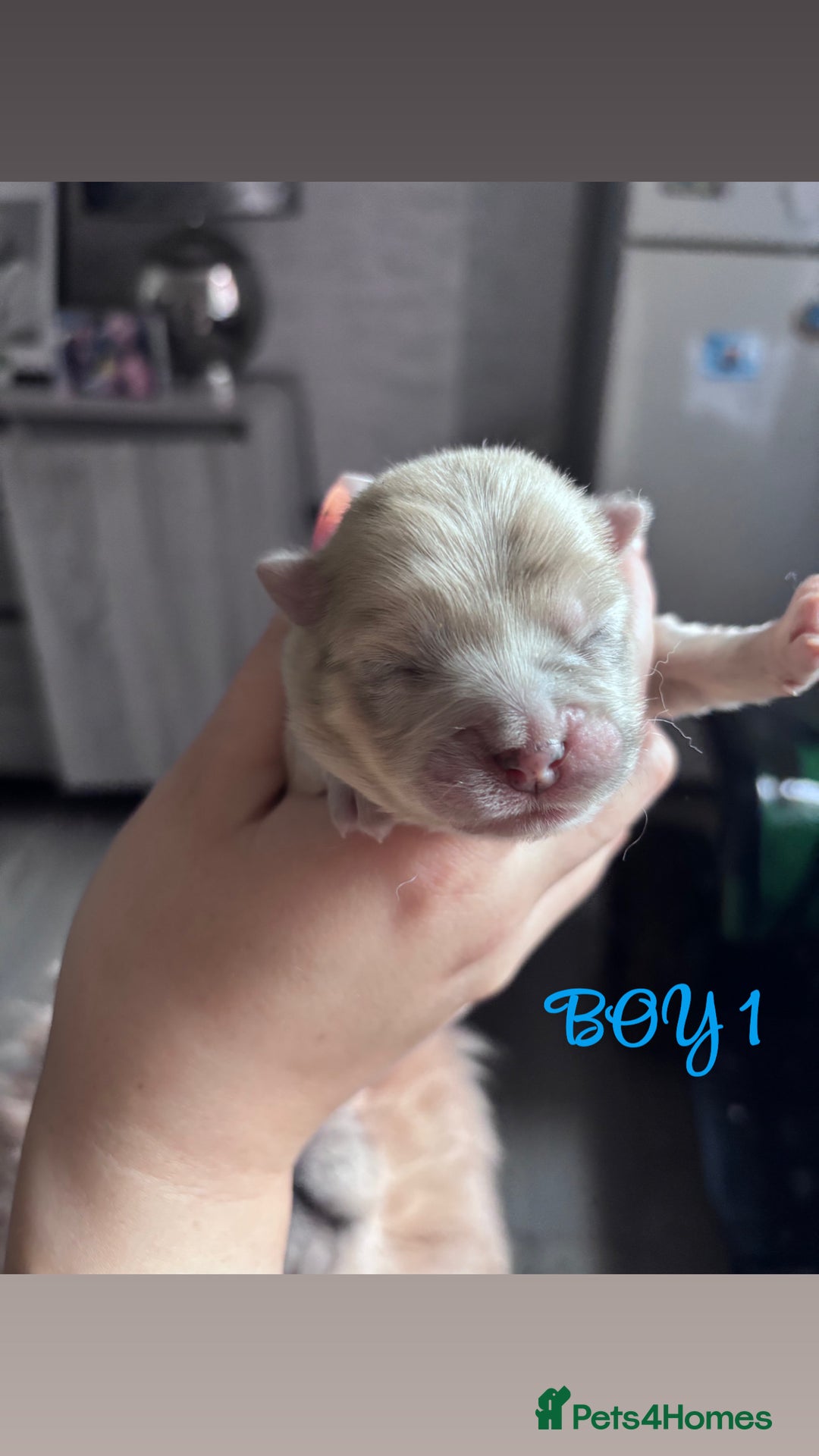 Mixed Breed dogs for sale: Chowpom puppies - Advert 3