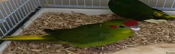 Parakeets birds for sale: Kakariki Parrots in Blyth - Advert 9