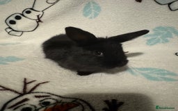 Dwarf Lop rabbits for sale: VERY Friendly lop rabbits - ready now!!  - Image 3