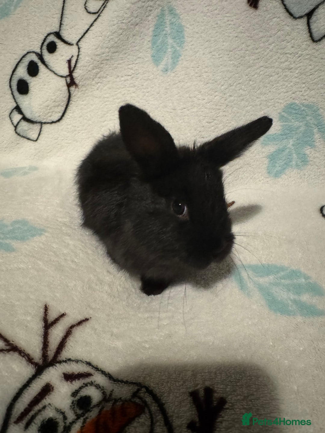 Dwarf Lop rabbits for sale: VERY Friendly lop rabbits - ready now!!  - Image 3