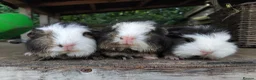Guinea Pig rodents for sale: Three, 6 week old baby Swiss Brothers.  - Advert 3