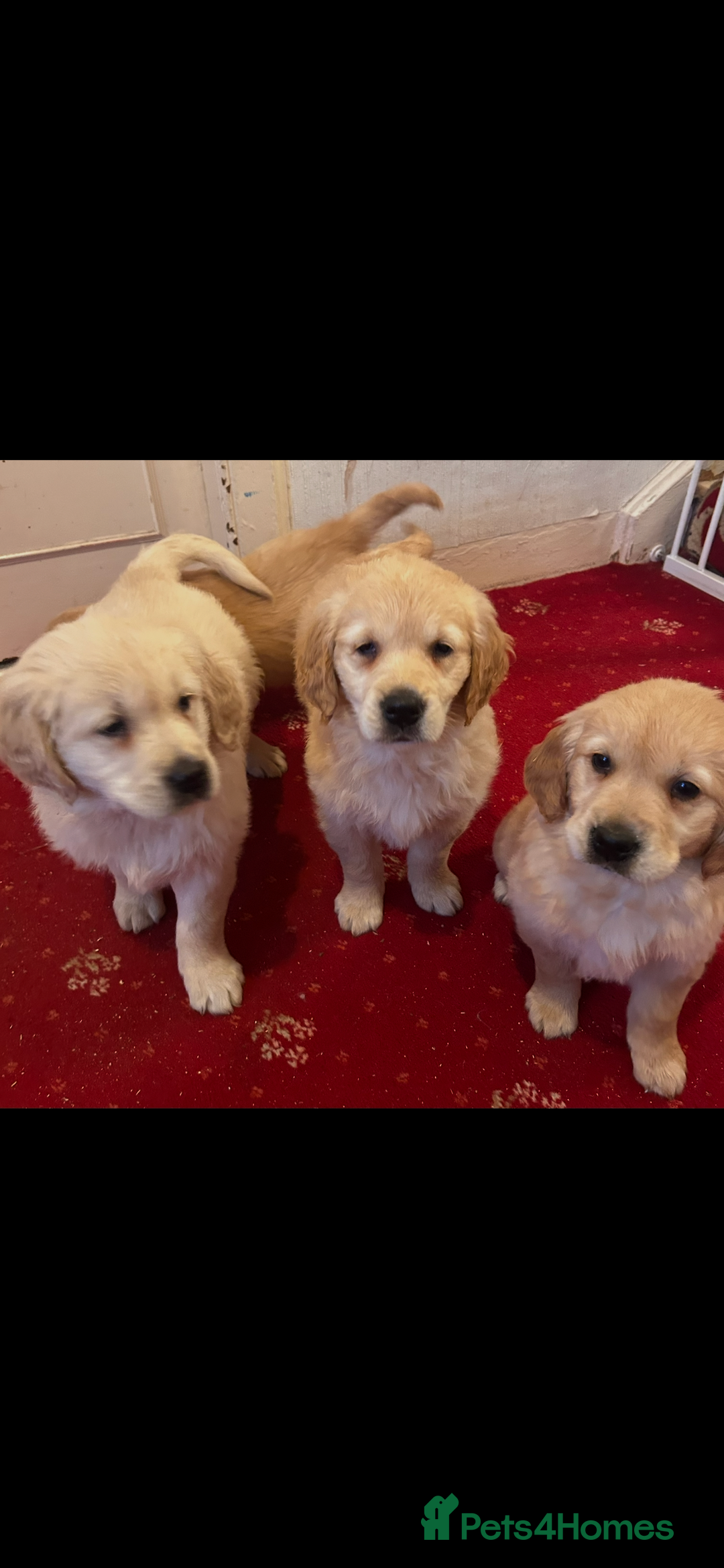 Golden Retriever dogs for sale: Golden retriever puppies  - Advert 2