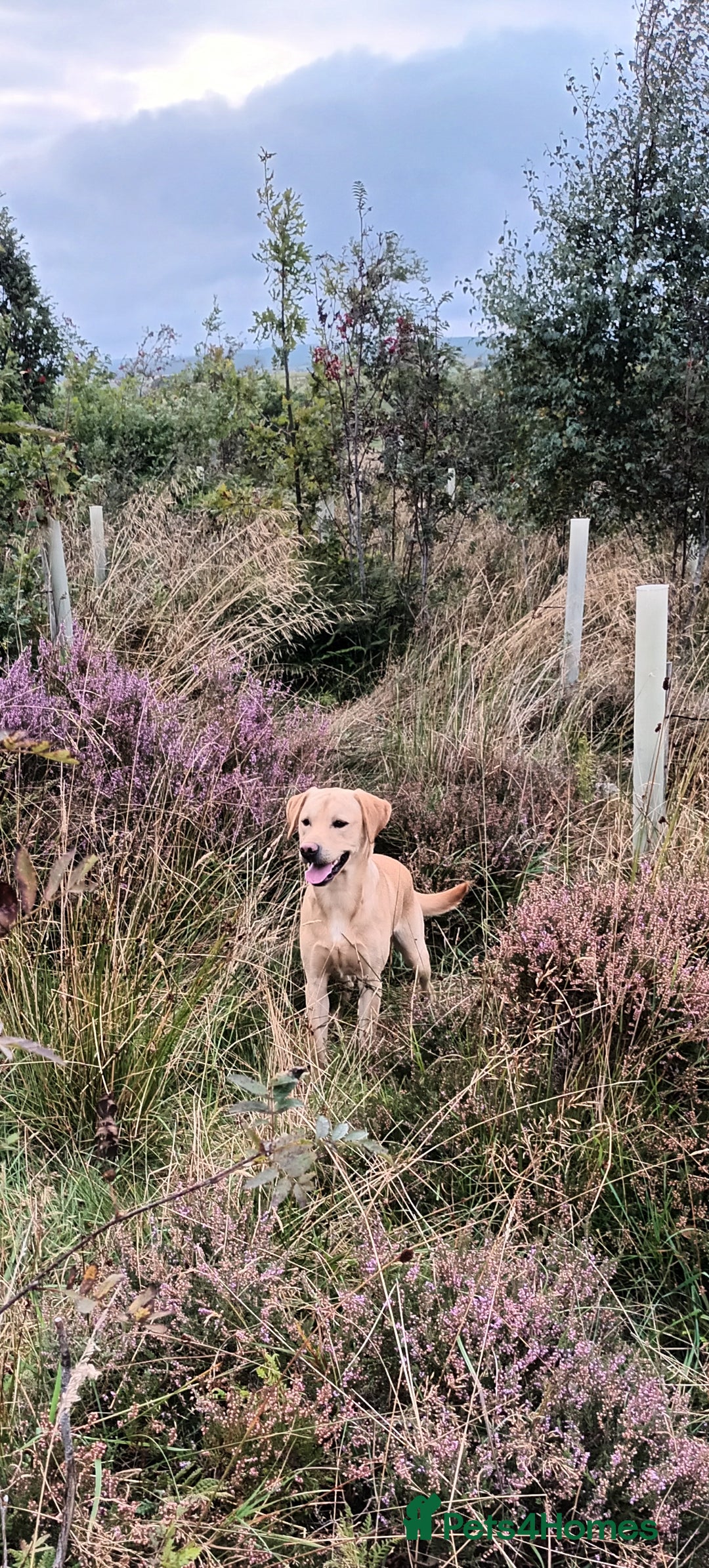 Labrador Retriever dogs for stud: Working Labrador at stud  - Advert 4