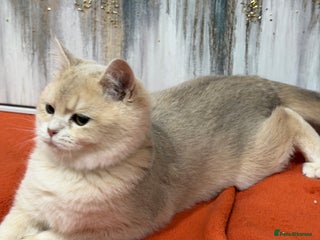 British Shorthair cats British shorthair Blue golden GCCF - Advert 10