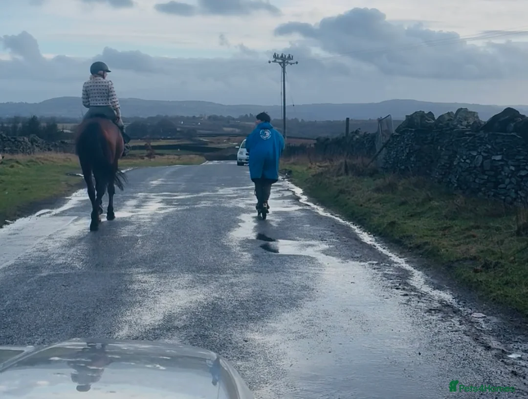 Irish Sports horses for sale: Super 15.3 8 yr old sports horse allroudner  - Advert 15