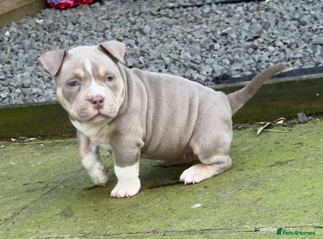 American Bully dogs for sale: Pocket bully female - Advert 4