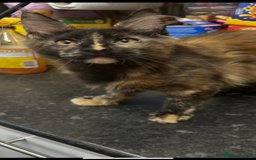 Maine Coon cats for sale:  2 beautiful maine coon kittens left - Image 27