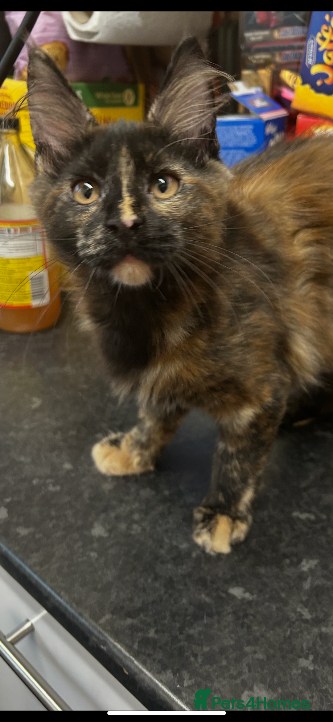 Maine Coon cats for sale:  2 beautiful maine coon kittens left - Image 27
