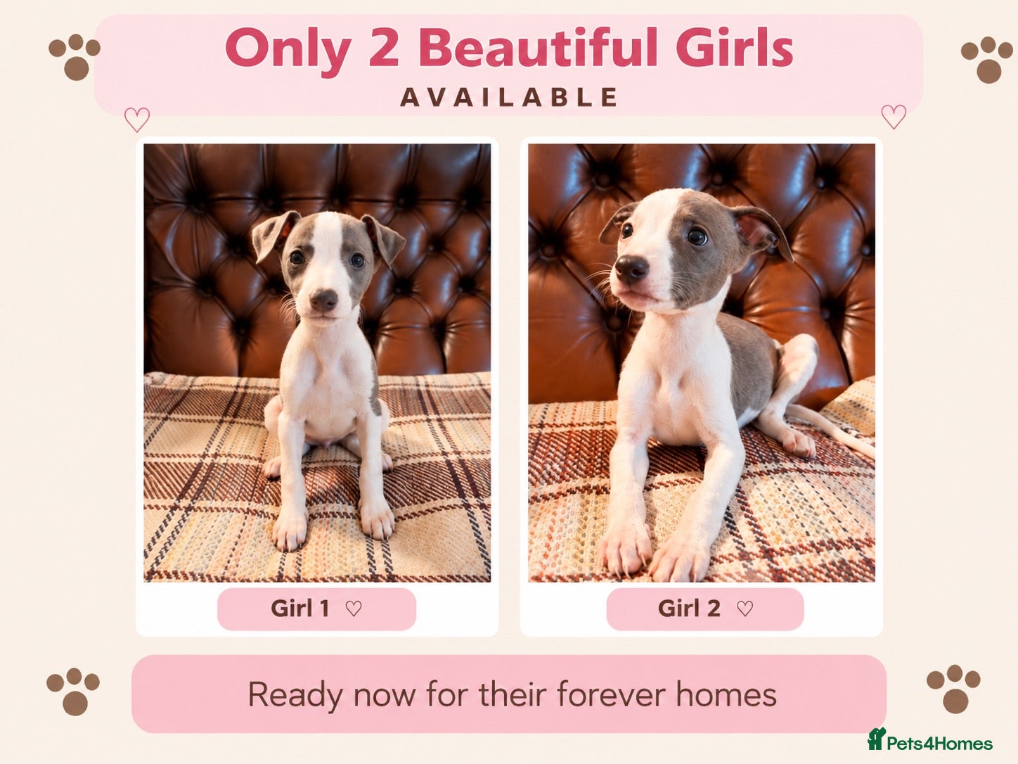 Whippet dogs ✨ EXCEPTIONAL PEDIGREE WHIPPETS  - Advert 1
