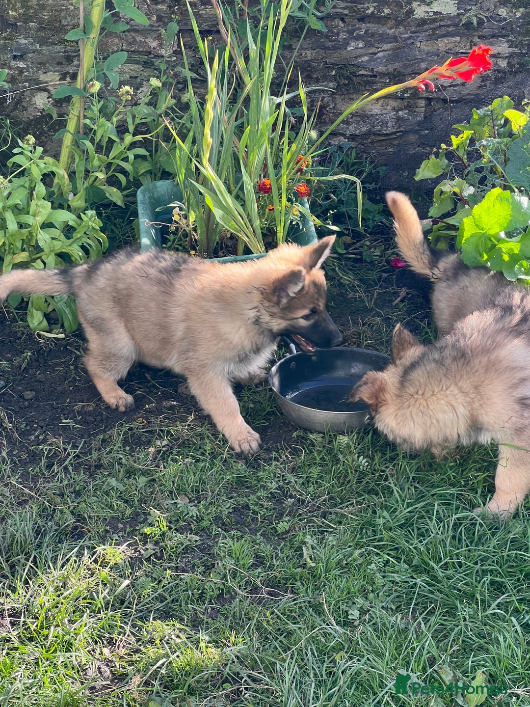 German Shepherd dogs for sale: Long haired German shepherd pups  - Image 5