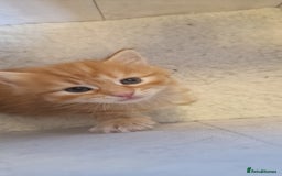 Domestic Shorthair cats for sale: 6 Adorable DSH kittens! Ginger & tabby babies ❤️  - Image 4