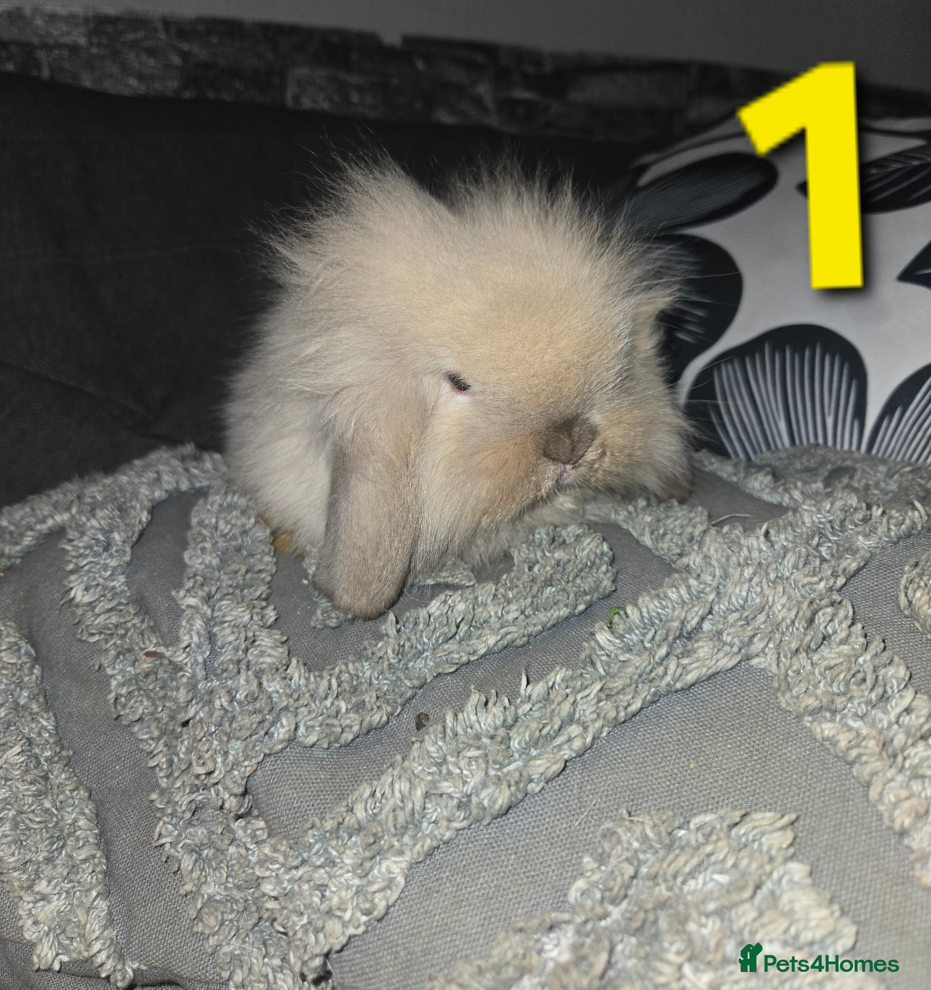 Mini Lion Lop rabbits Adorable mini lion lop babies mixed - Advert 18