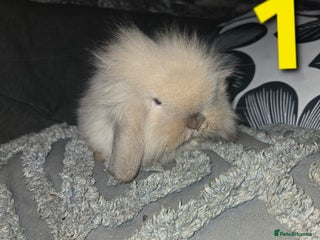 Mini Lion Lop rabbits Adorable mini lion lop babies mixed - Advert 18