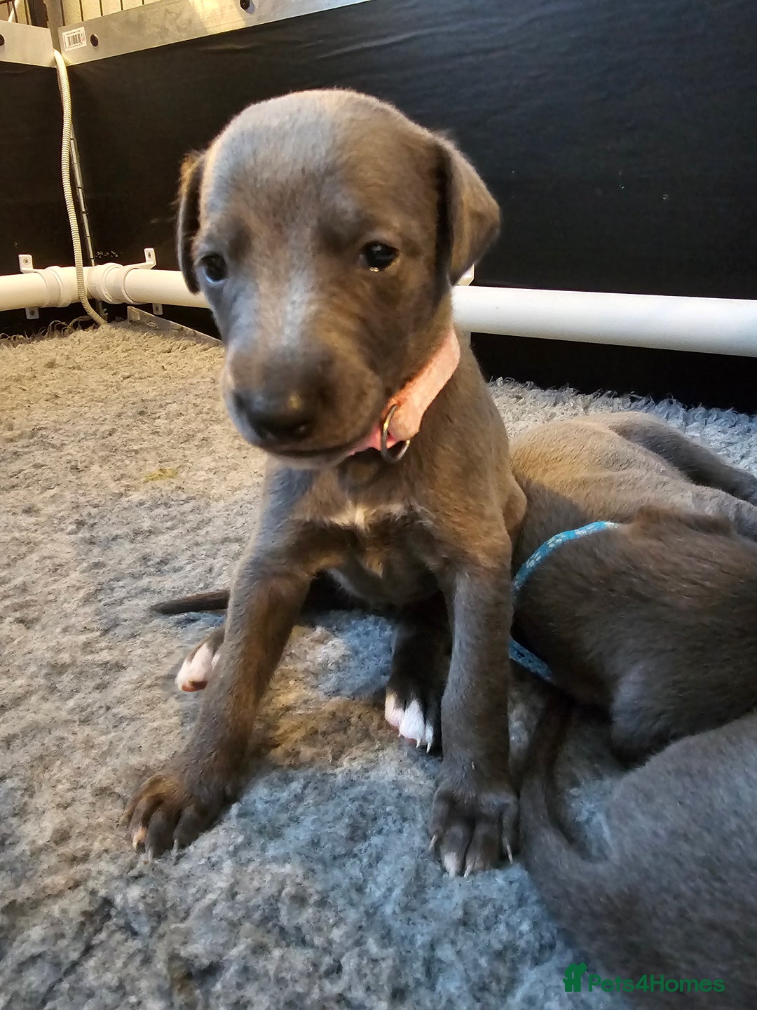 Whippet dogs for sale: excellent litter of Kc reg blue whippet puppies  - Image 9