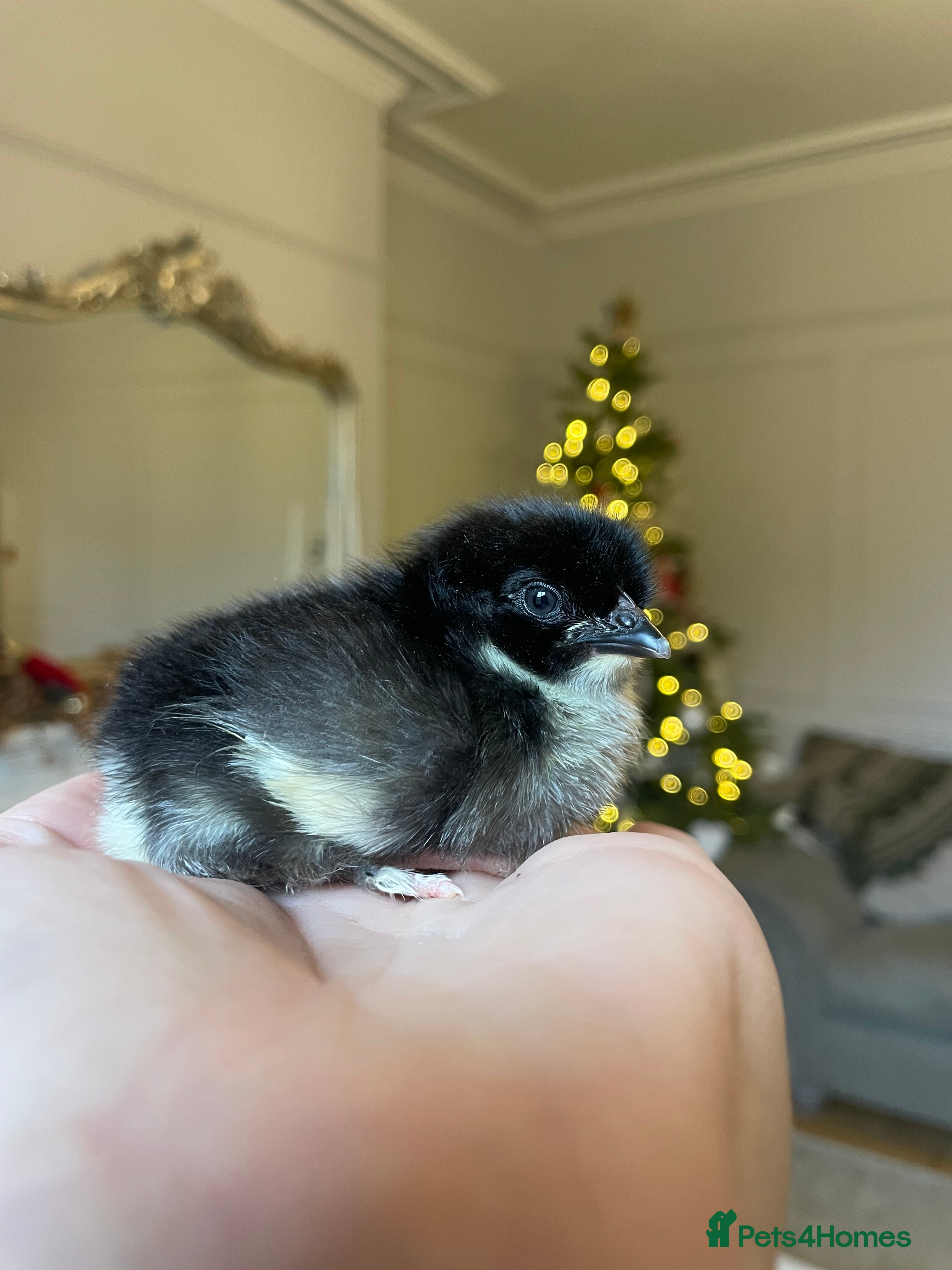 Chickens poultry Black Copper Marans (born 3/12)  - Advert 16