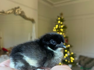 Chickens poultry Black Copper Marans (born 3/12) - Advert 6