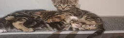 Mixed Breed cats for sale: 2 beautiful kittens left - Advert 26