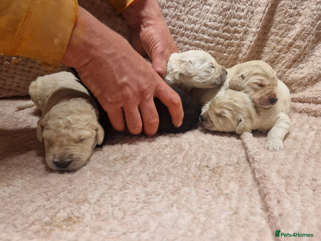 Goldendoodle dogs for sale: Quality goldendoodle puppies  - Image 10