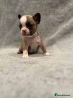 French Bulldog dogs 🐶 Beautiful Litter Of French Bulldogs 🐶 - Advert 13