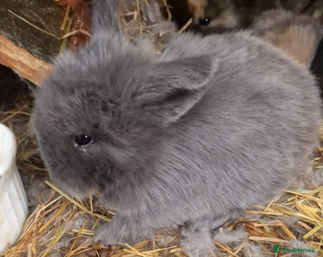 Mini Lop rabbits for sale: 1 x Black Buck (Boy) Mini Lion Lop and 4 babies - Advert 7