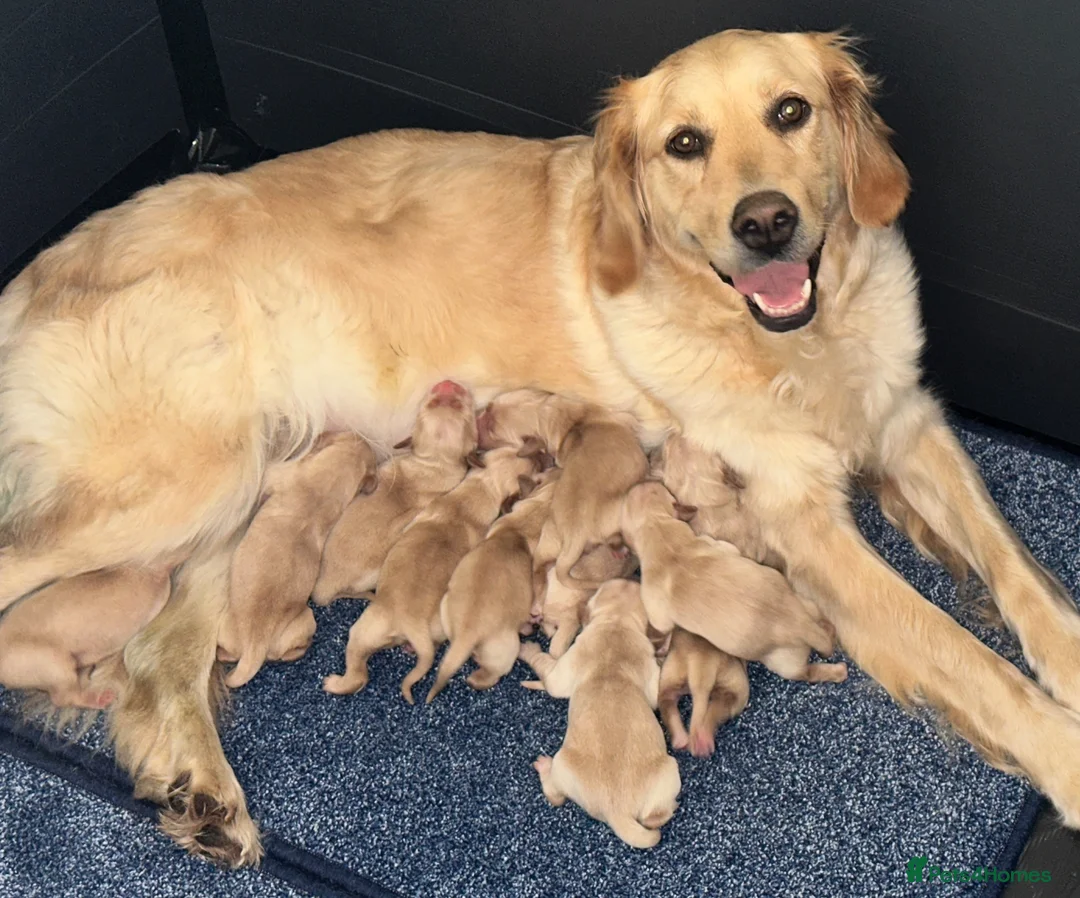 Golden Retriever dogs for sale: Quality litter of KC reg Golden Retriever puppies - Advert 4