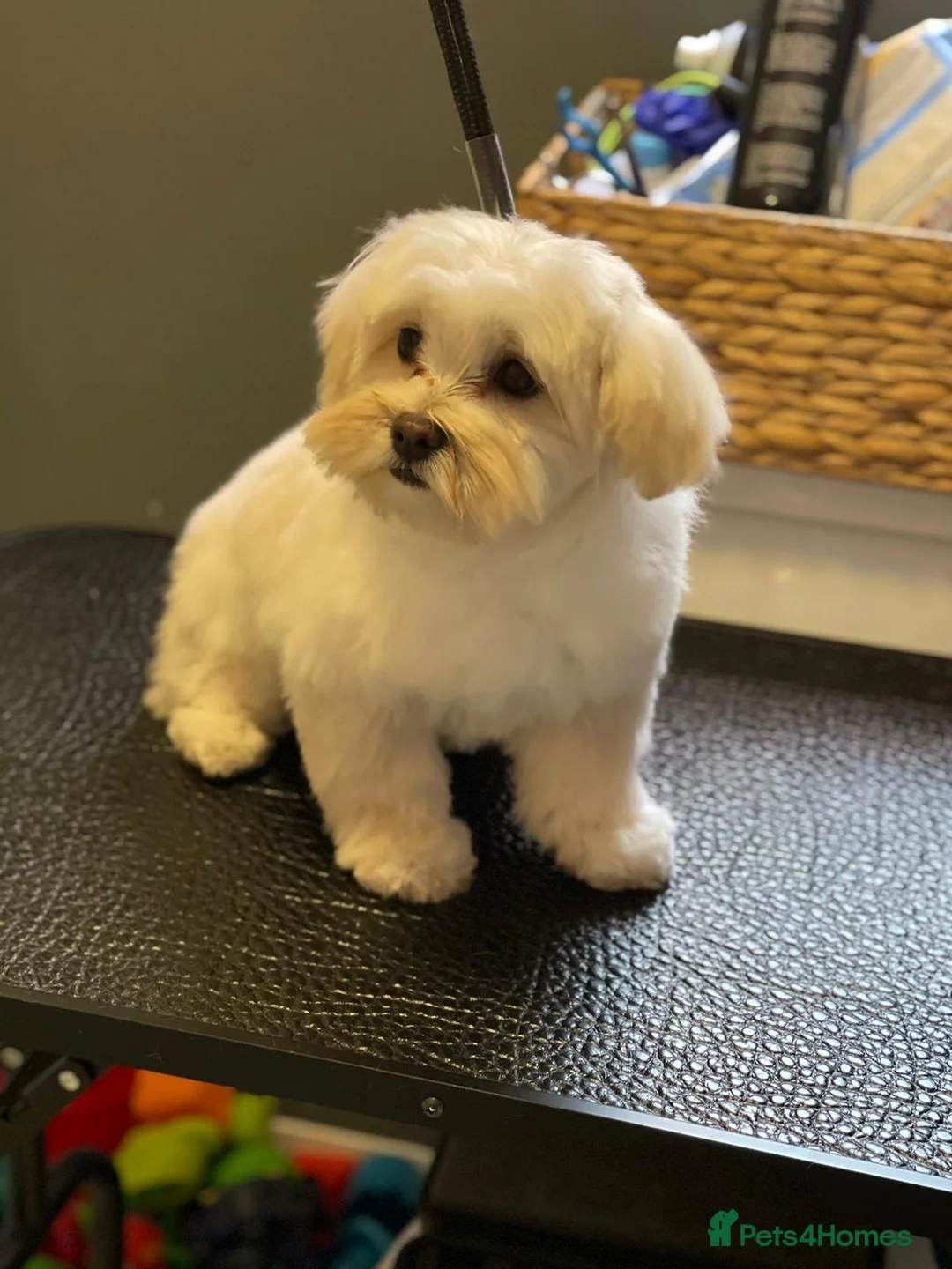 Maltipoo dogs for sale: 2x Maltipoo boys - Advert 2
