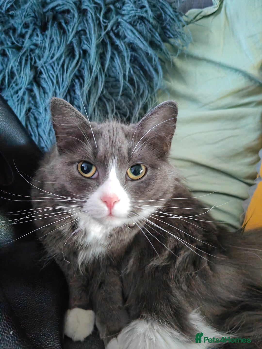 British Longhair cats for sale: British longhair female for sale - Image 5