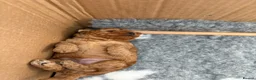 Maltipoo dogs for sale: Stunning Toy Maltipoo Puppies for sale  in Burton-on-Trent - Advert 4