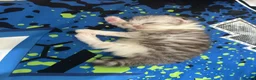 Persian cats for sale: Pure Persian - Advert 2