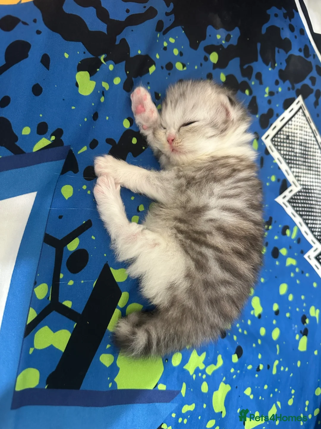 Persian cats for sale: Pure Persian - Advert 2