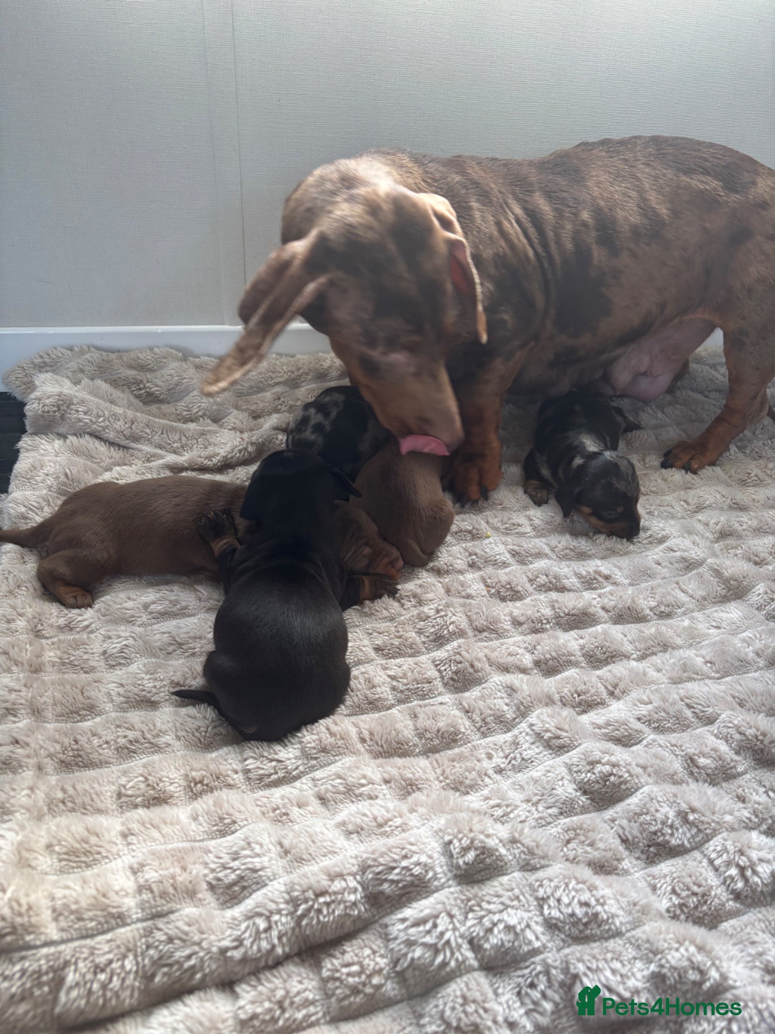 Dachshund dogs Dachshund puppy’s  - Advert 8