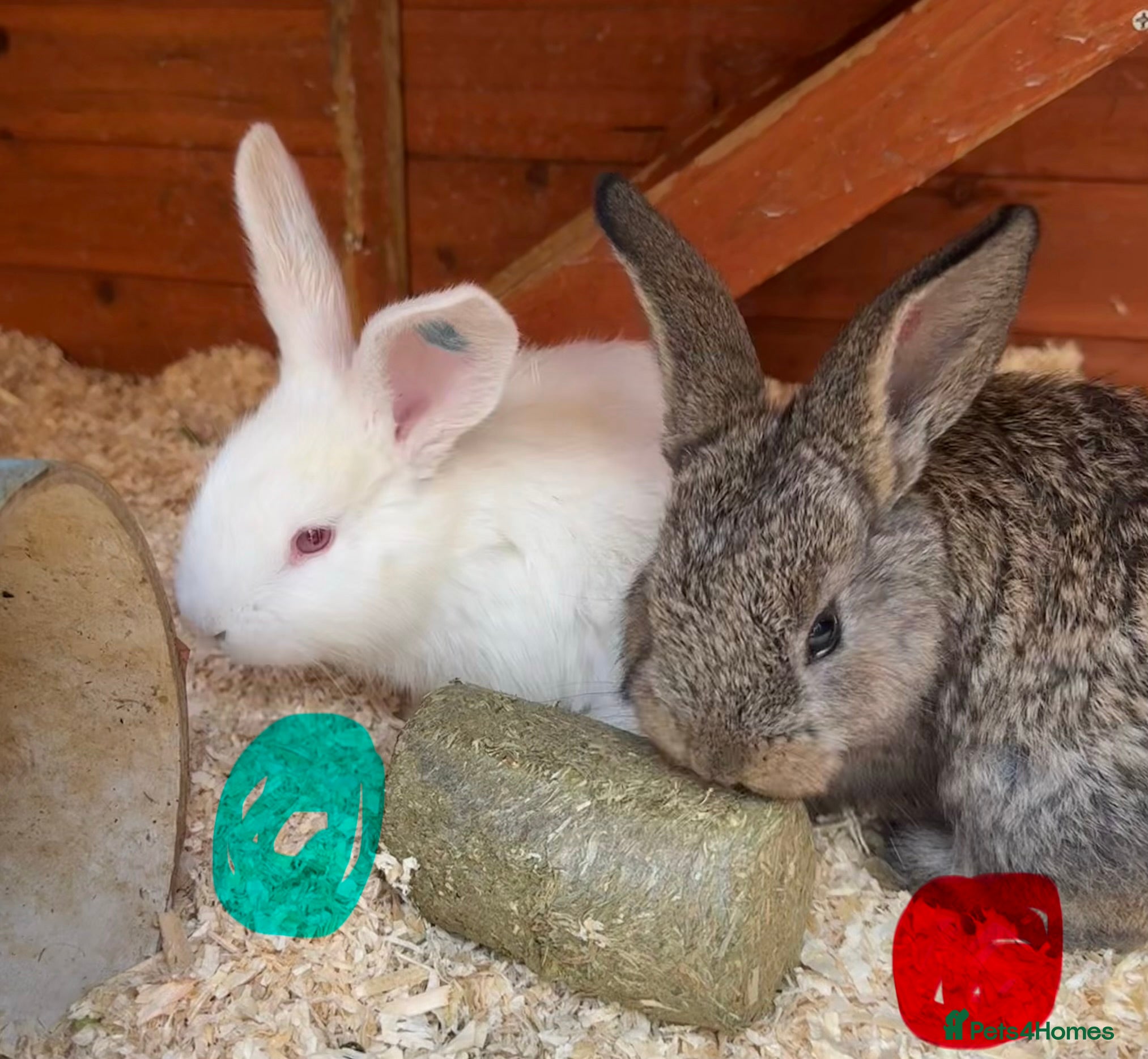 Continental Giant rabbits for sale: 5 Beautiful Continental Giant Buns left! - Advert 1