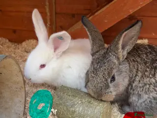Continental Giant rabbits for sale: 5 Beautiful Continental Giant Buns left! - Advert 1