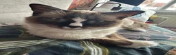 Ragdoll cats for sale: Queen Ragdoll for sale - Advert 4