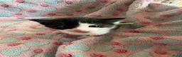 Mixed Breed cats for sale: Beautiful family kittens *microchipped*  - Advert 6
