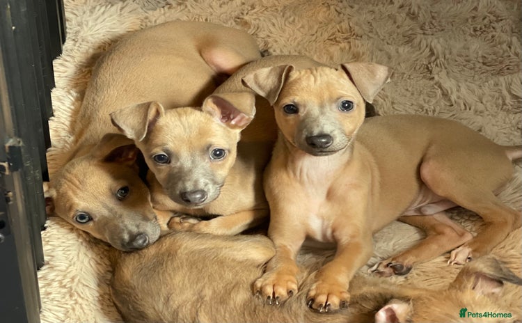Mixed Breed dogs - Advert 1