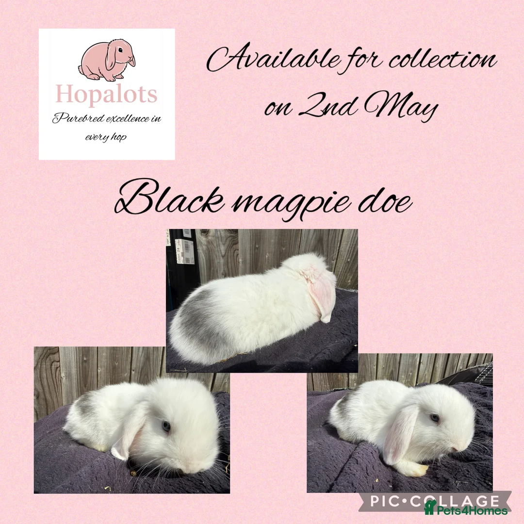 Mini Lop rabbits for sale: Pure bred mini lops  - Advert 3