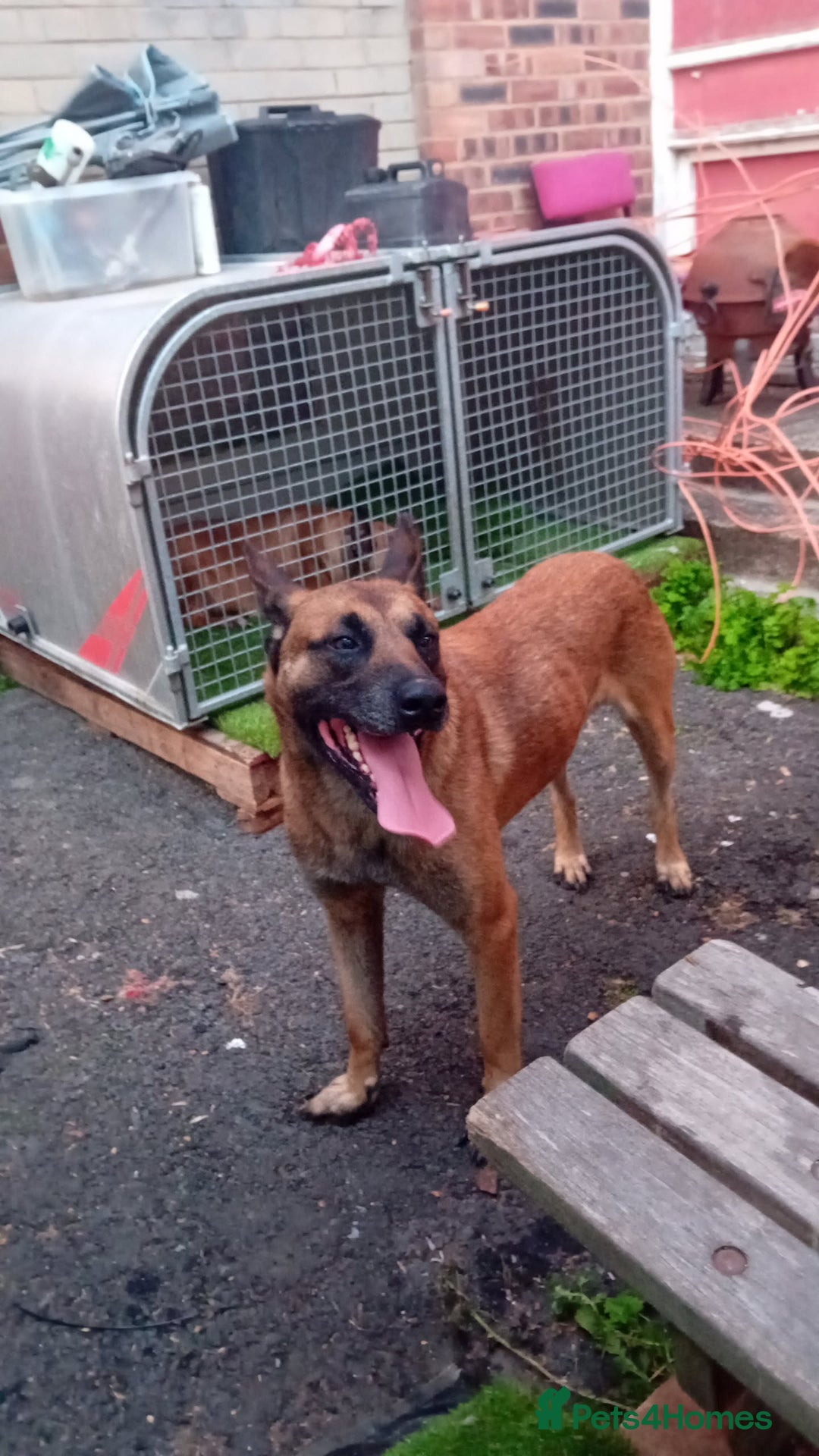Belgian Shepherd Dog dogs for sale: 9 Belgian malinois  - Image 4