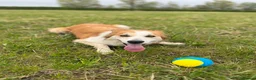 Mixed Breed dogs for sale: 5yr Collie-X Seeking Quiet Single-Pet Home - Advert 6