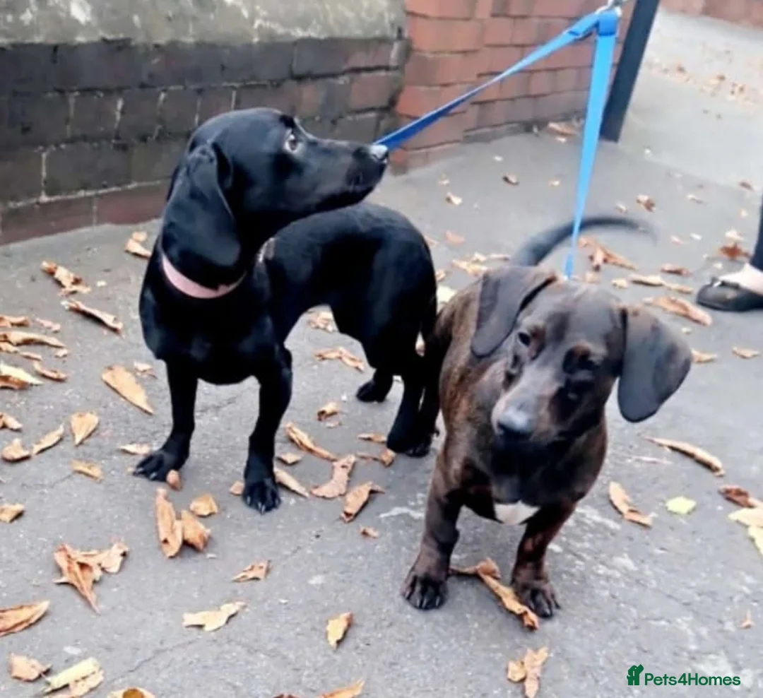 Dachshund dogs for sale: Dachshund puppies - Advert 20