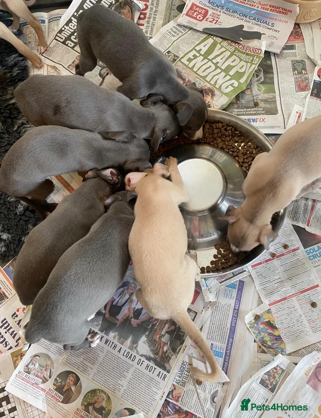 Whippet dogs for sale: Whippet puppies in Staines - Advert 2
