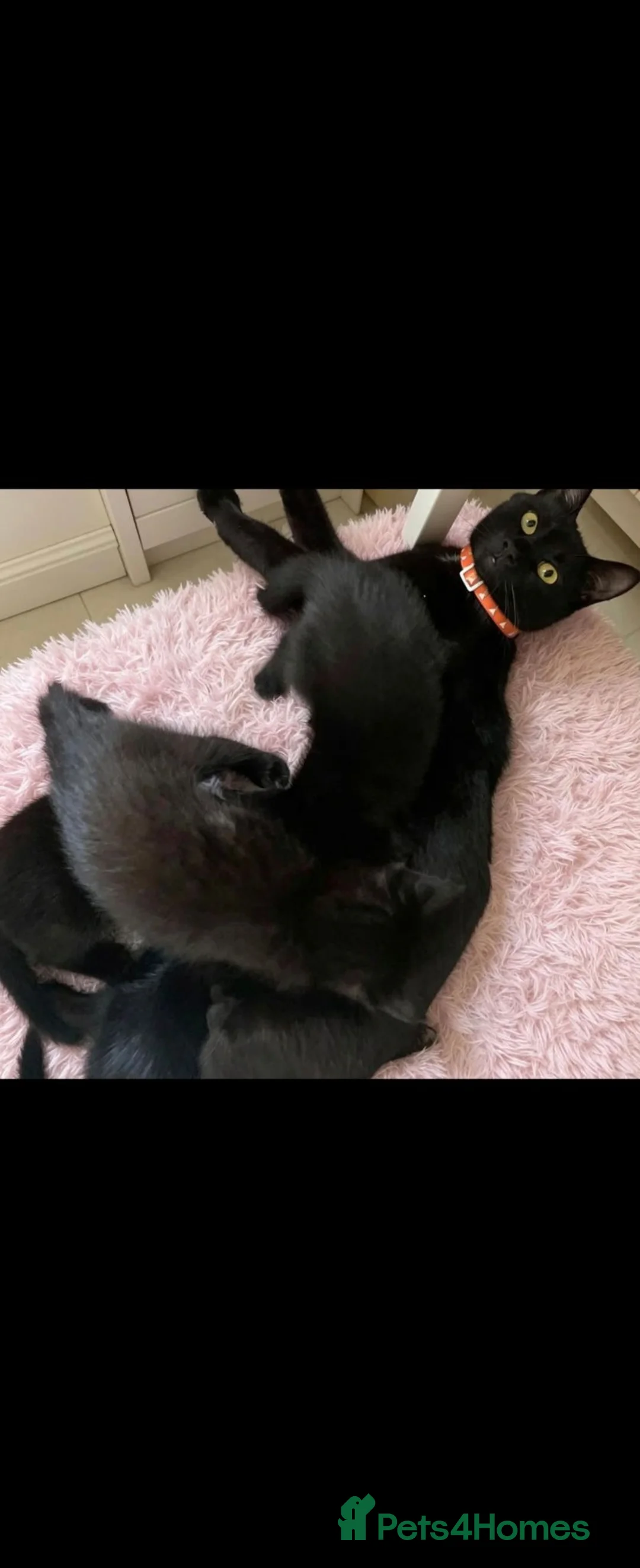 Mixed Breed cats for sale: All black mixed breed kittens - Advert 1