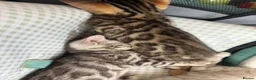 Bengal cats for sale: BEAUTIFUL BABY BENGALS FOR SALE  - Advert 15