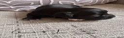 Yorkshire Terrier dogs for sale: Yorkshire terrier puppies - Advert 7