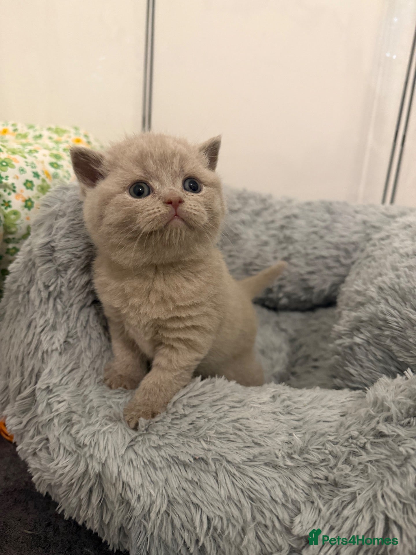 British Shorthair cats GCCF registered Lilac Kittens  - Advert 16
